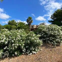 Weisser Oleander in voller Pracht