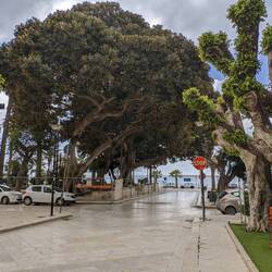 Huge tree! Lots of shadow if sunny.