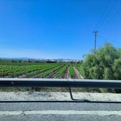 Driving through orange groves