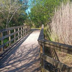 Holzwege hinter den Dünen