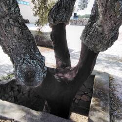 Cork tree after harvesting