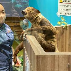 Random Sloth encounter!