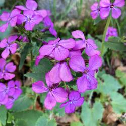 Herrliche Blumen überall