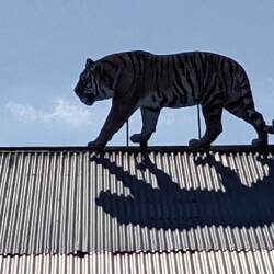Tantanoola Tiger Hotel
