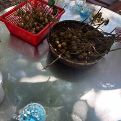 Dégustation de longanes