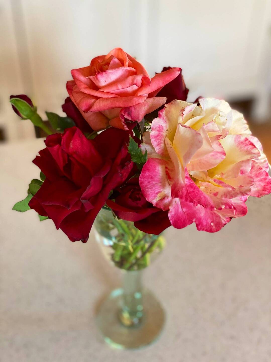 Meine letzten Rosen