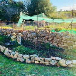 Rosenbeet für die neuen Blüten bereit
