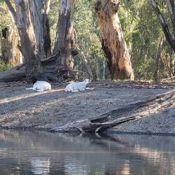 Blackhead and Whitehaven sheep!