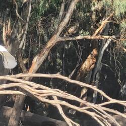An egret just taking off. So graceful!