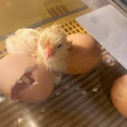 Es piepst schon ganz fleissig, jetzt gibts aber Bettruhe 🐣