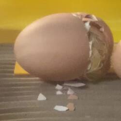 Das erste Küken 🐣 ist geschlüpft