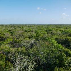 Hoch über den Baumkronen 😍