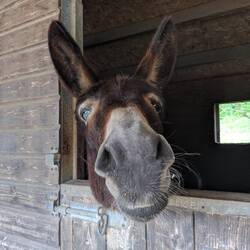 an Asini farm on the way down