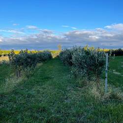 Feijoabäume im Garten und im Hintergrund das benachbarte Weingut