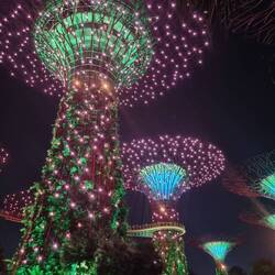 Super Trees at Night