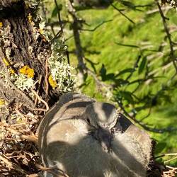 Tauben-Baby-Rettung im gefällten Baum