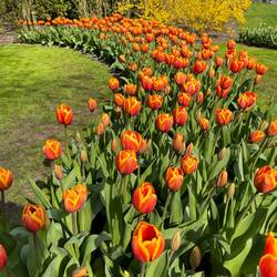 At Keukenhof Gardens