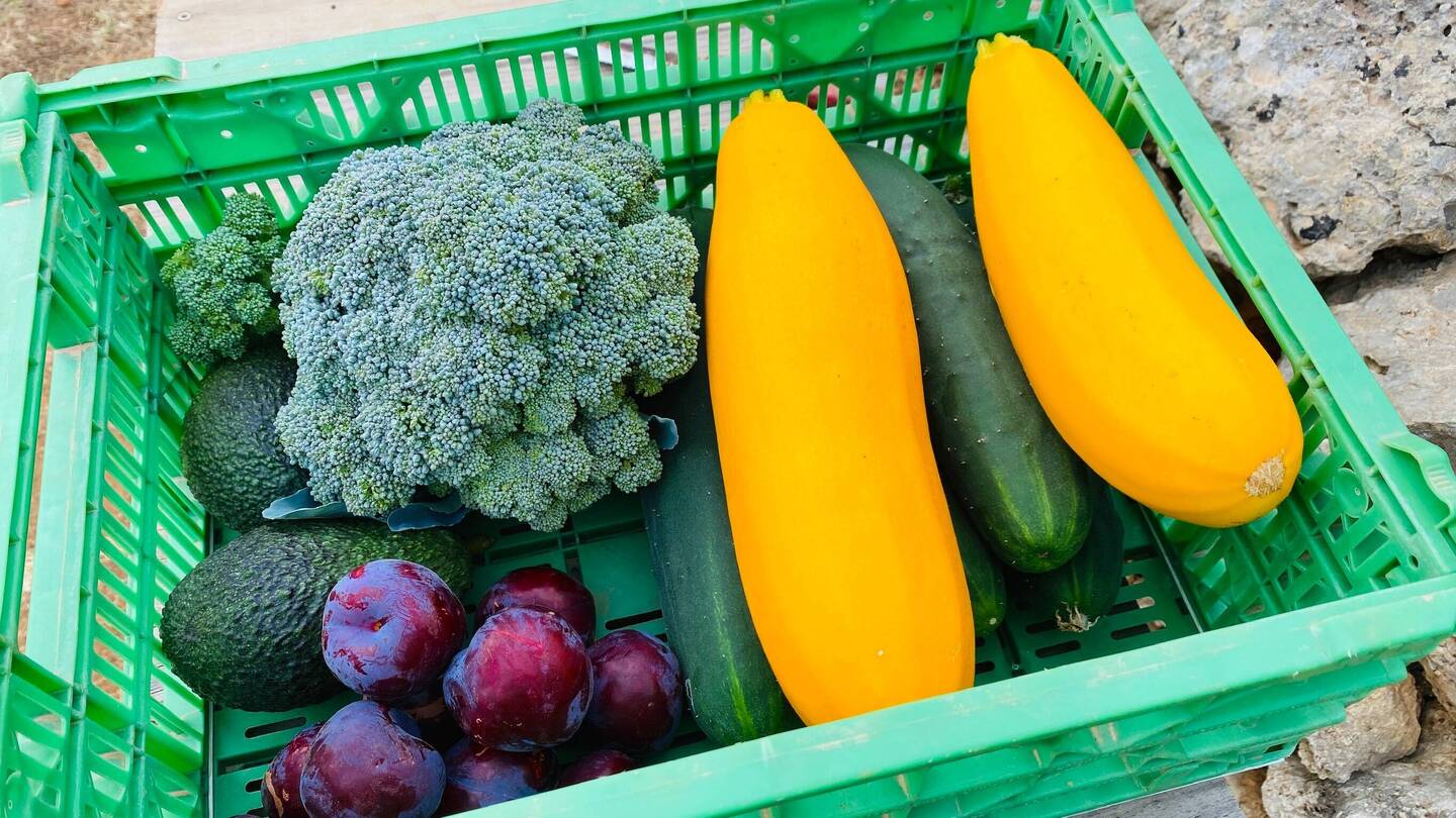 Die ersten und letzten Pflaumen für dieses Jahr