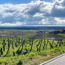 Soweit das Auge reicht Weinberge