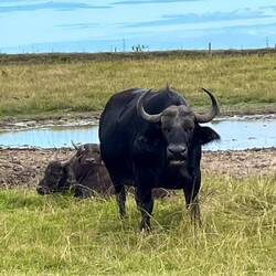 Cape buffalo