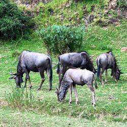 Wildebeest