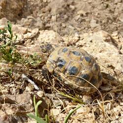 Während dem Aufstieg haben wir zum zweiten Mal auf dieser Reise eine Schildkröte gesehen.