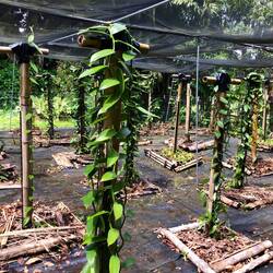 New vanillary started