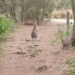 Met a local along the way