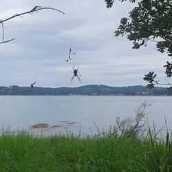 The grow them large here too!