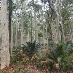 Square Head forest walk - leech attack! One off & 3 more on. Abandoned walk very quickly