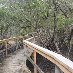 Crabs scurrying every where in the mud, among the mangrove roots. Appreciated the board walk!