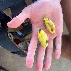 Mini Bananen 😅