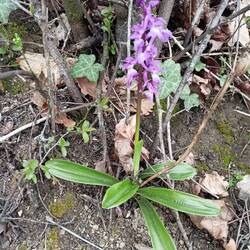 Männliches Knabenkraut 🙂