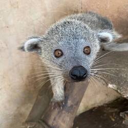 Ein junger Katzenbär