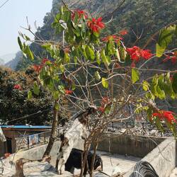 Ziege im Weihnachtsstern 😂