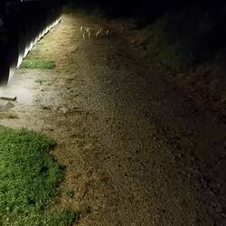 Tiny penguins 🐧🐧