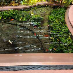 Gold fish pond