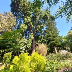 L'arbre d'avatar 😅