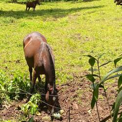 Scho mau Ross gseh Ananasschale frässe?😄😂