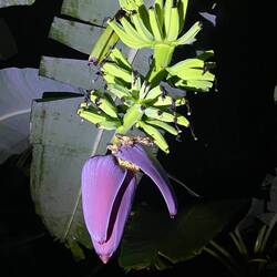 Bananenbaum mit dä Frücht und Blüetä