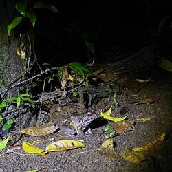 Aso wemä üs nid hät gseit, dass da ä Frosch ischh wär mä gwüss bau drüber gstoglet😅