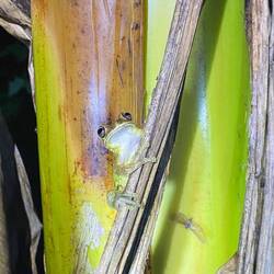 So härzig dä chliin 🐸