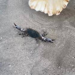 Die Krabbe wird sich bestimmt an Cedrik rächen 🦀😂