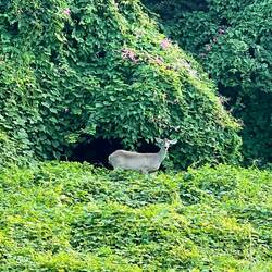 Very surprised to see a deer on the island!