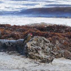 Ein Specht am Werk, und im Hintergrund die Braunalgenplage 😐