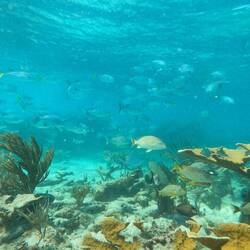 Und wir tauchen erneut im wunderschönen Belize Barrier Reef 🐠