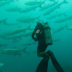 Riesige Tarpon Fische 🤯