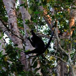 ...und noch ein Brüllaffe.