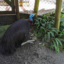 Ein Cassowary