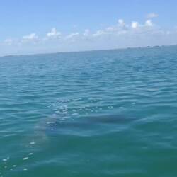 Tadaaa, unsere ersten (und vermutlich letzten) Seekühe 😃